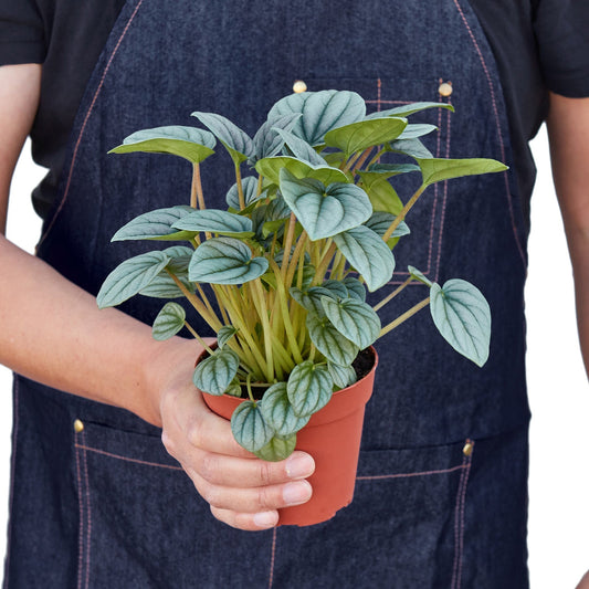 Peperomia 'Frost' - TheHardenGarden