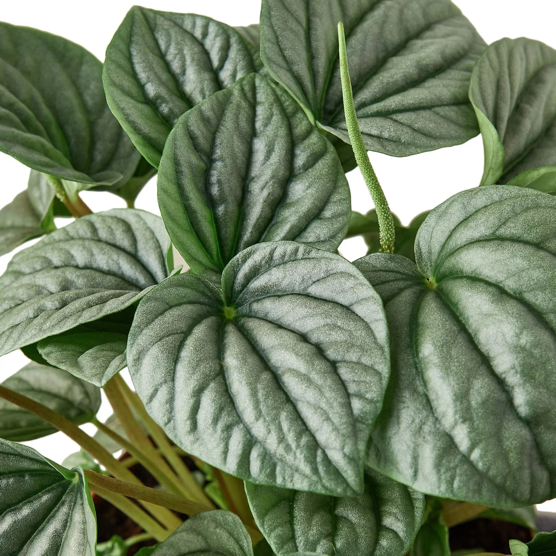 Peperomia 'Frost' - TheHardenGarden