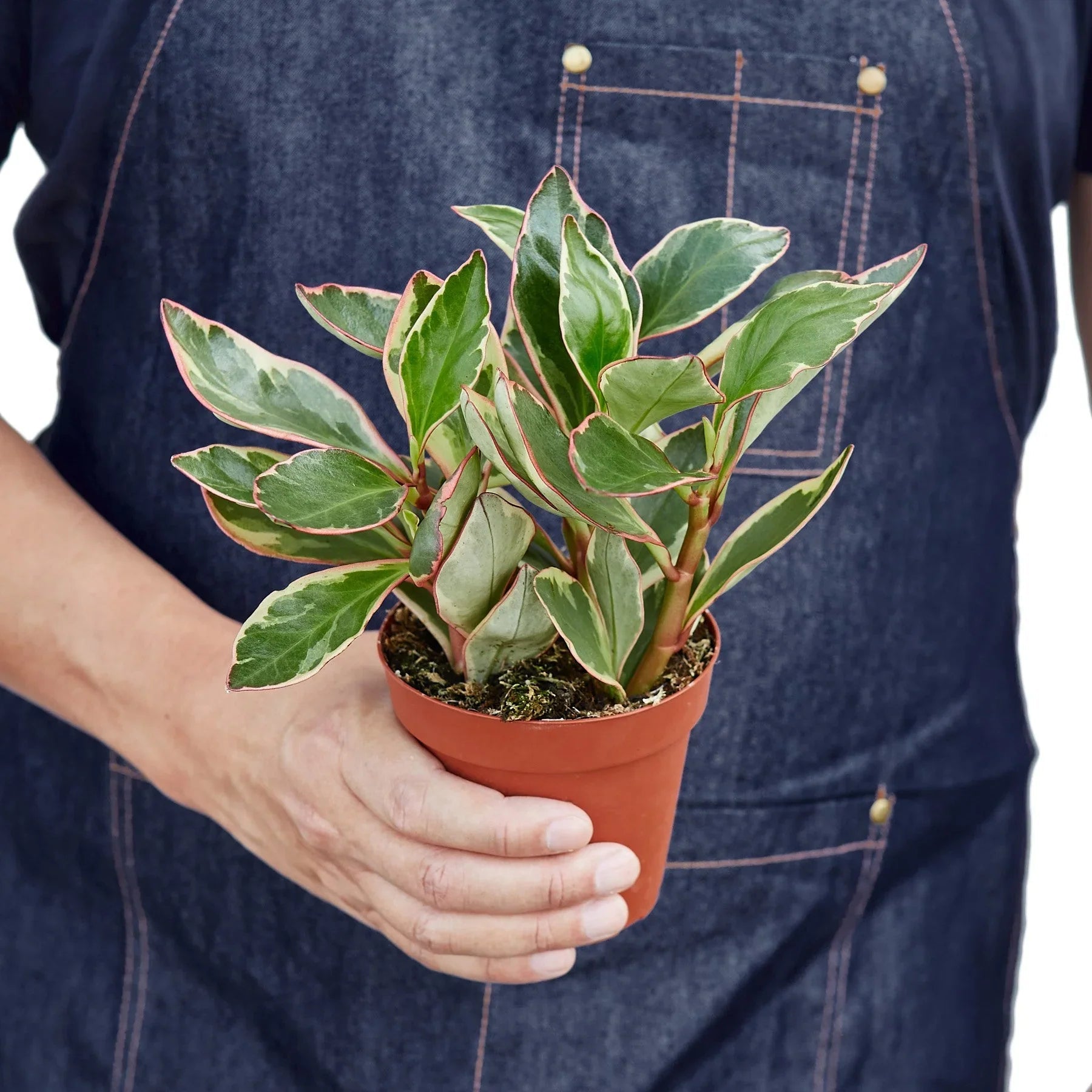 Peperomia 'Ginny' - TheHardenGarden