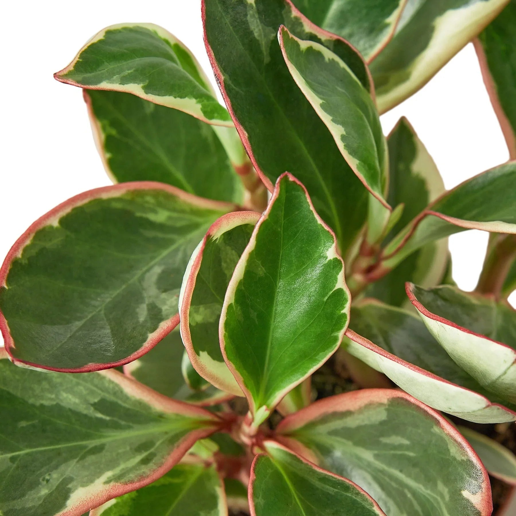 Peperomia 'Ginny' - TheHardenGarden