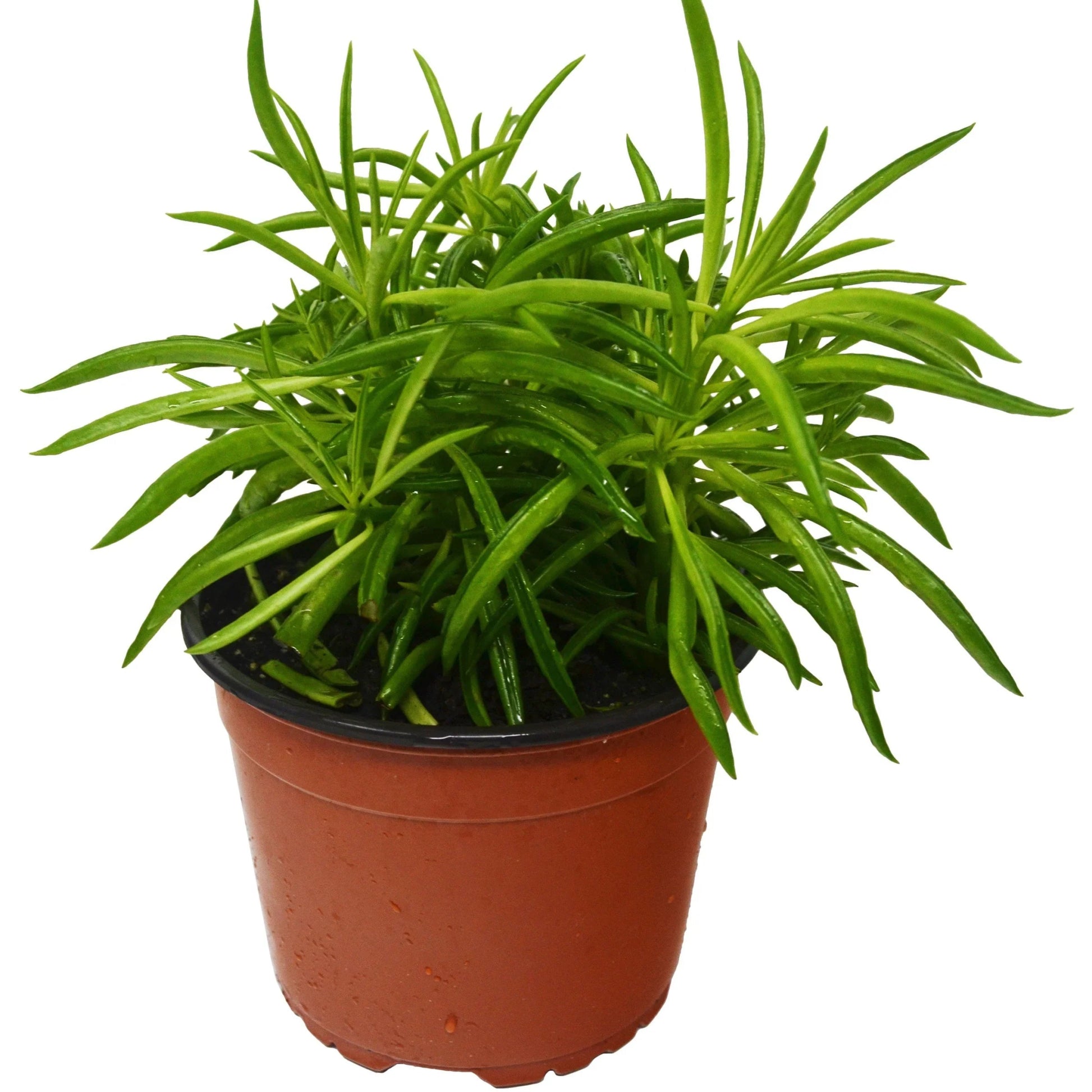 Peperomia 'Green Bean' - TheHardenGarden