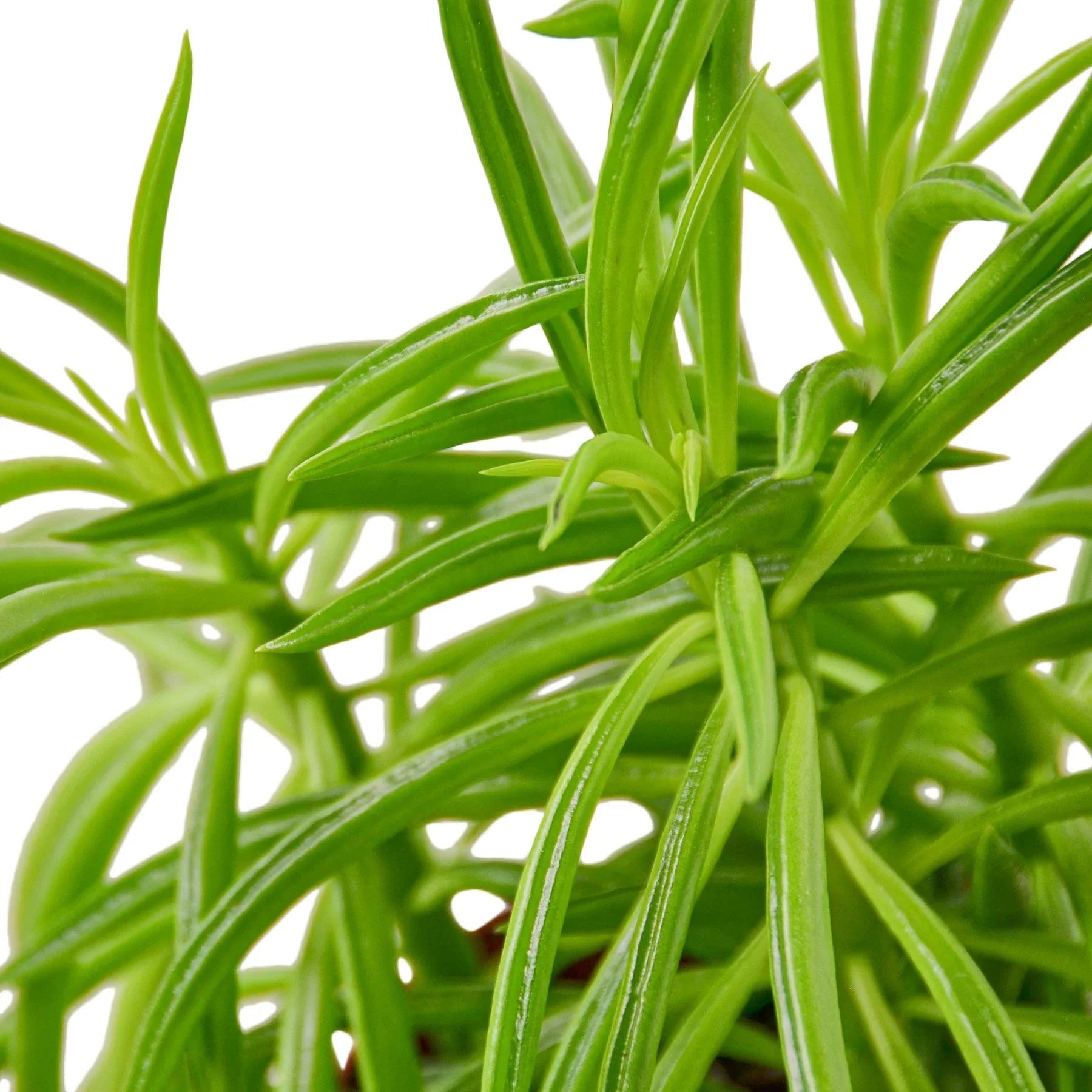 Peperomia 'Green Bean' - TheHardenGarden