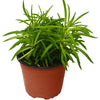 Peperomia 'Green Bean' - TheHardenGarden