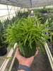 Peperomia 'Green Bean' - TheHardenGarden