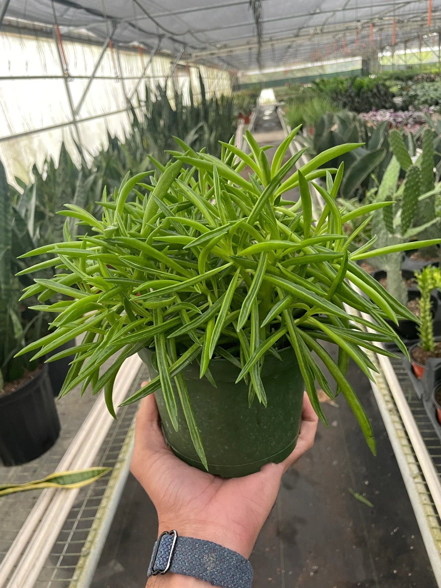 Peperomia 'Green Bean' - TheHardenGarden