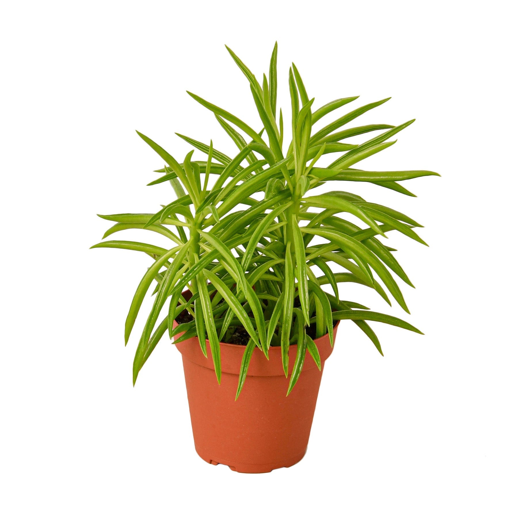 Peperomia 'Green Bean' - TheHardenGarden