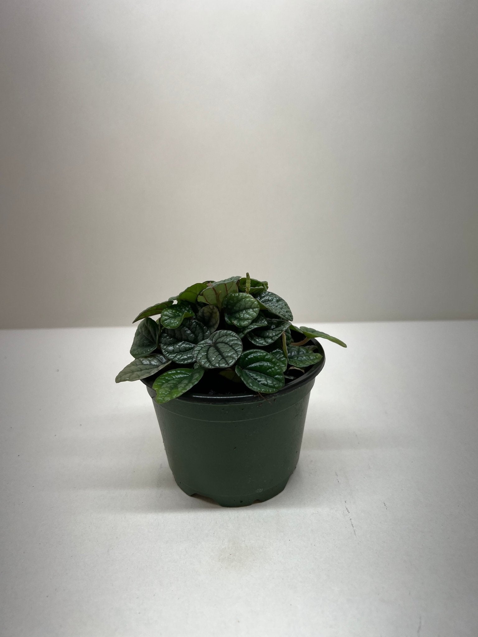 Peperomia Greyhound - TheHardenGarden