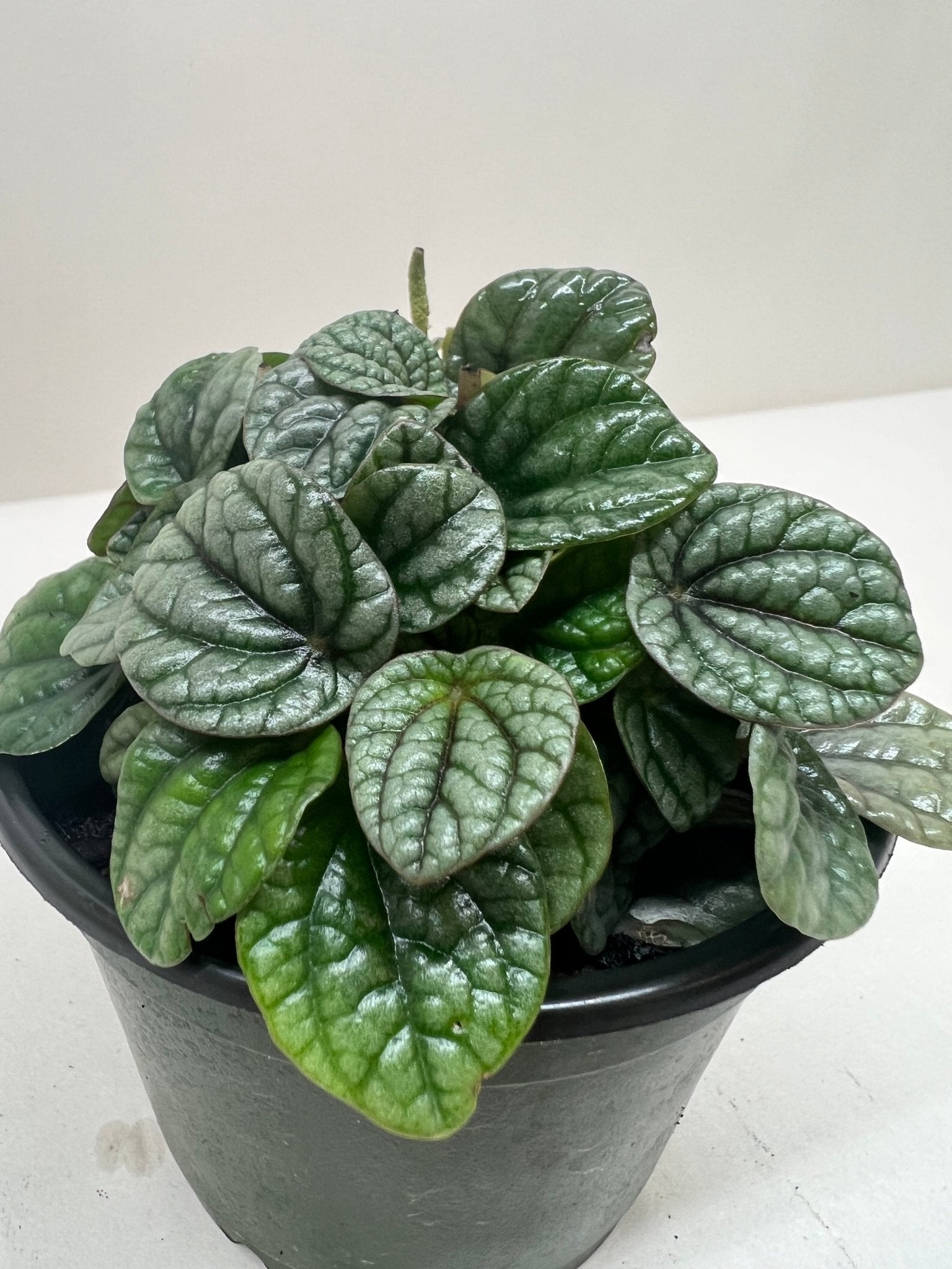 Peperomia Greyhound - TheHardenGarden