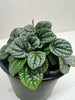 Peperomia Greyhound - TheHardenGarden