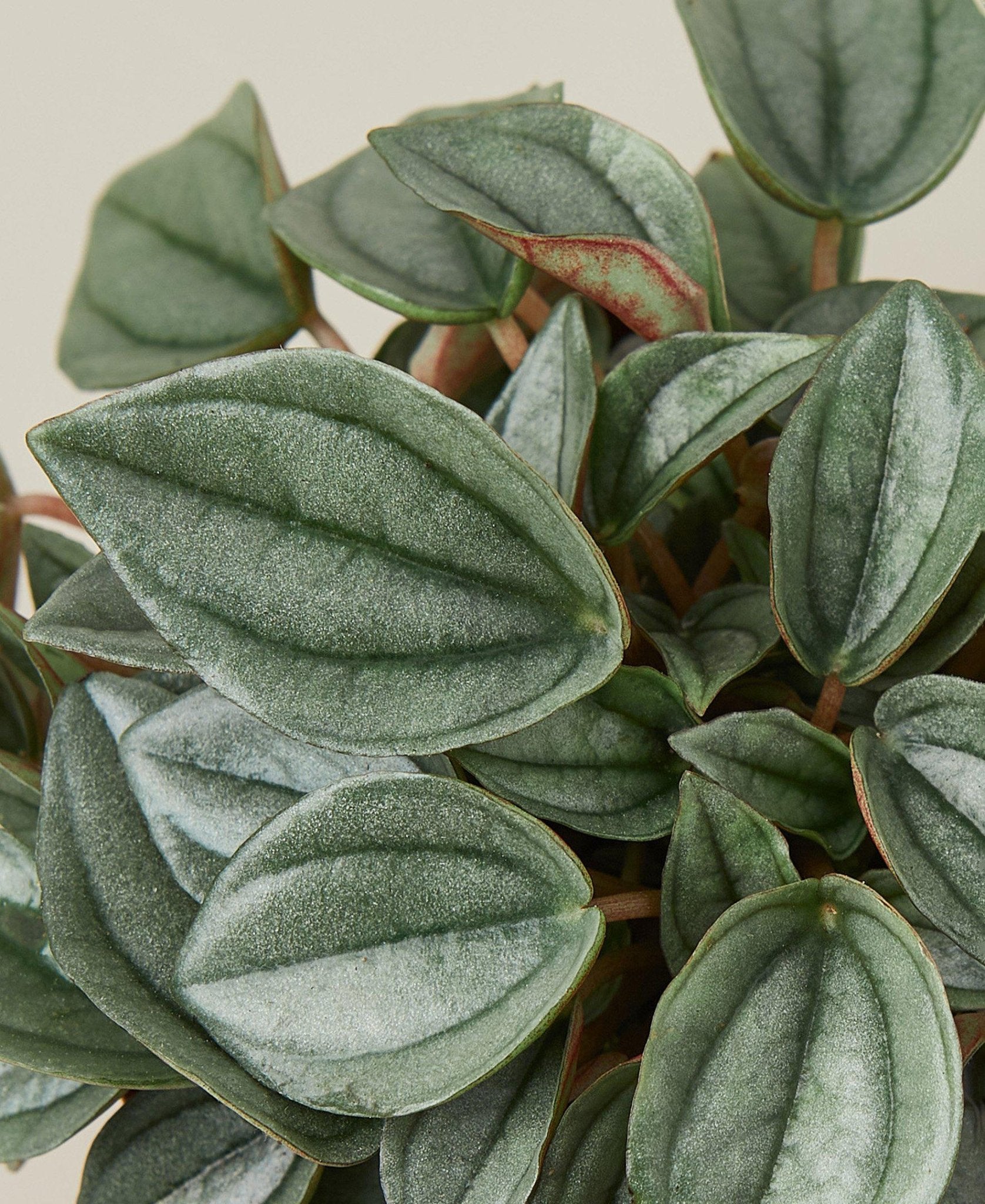 Peperomia 'Napoli Nights' - 4" Pot - TheHardenGarden