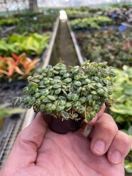 Peperomia Prostrata 'String of Turtles' - TheHardenGarden