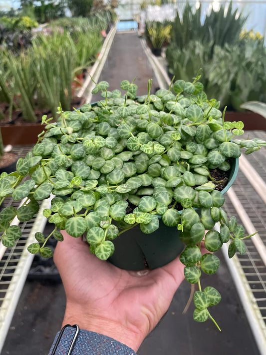 Peperomia Prostrata 'String of Turtles' - TheHardenGarden