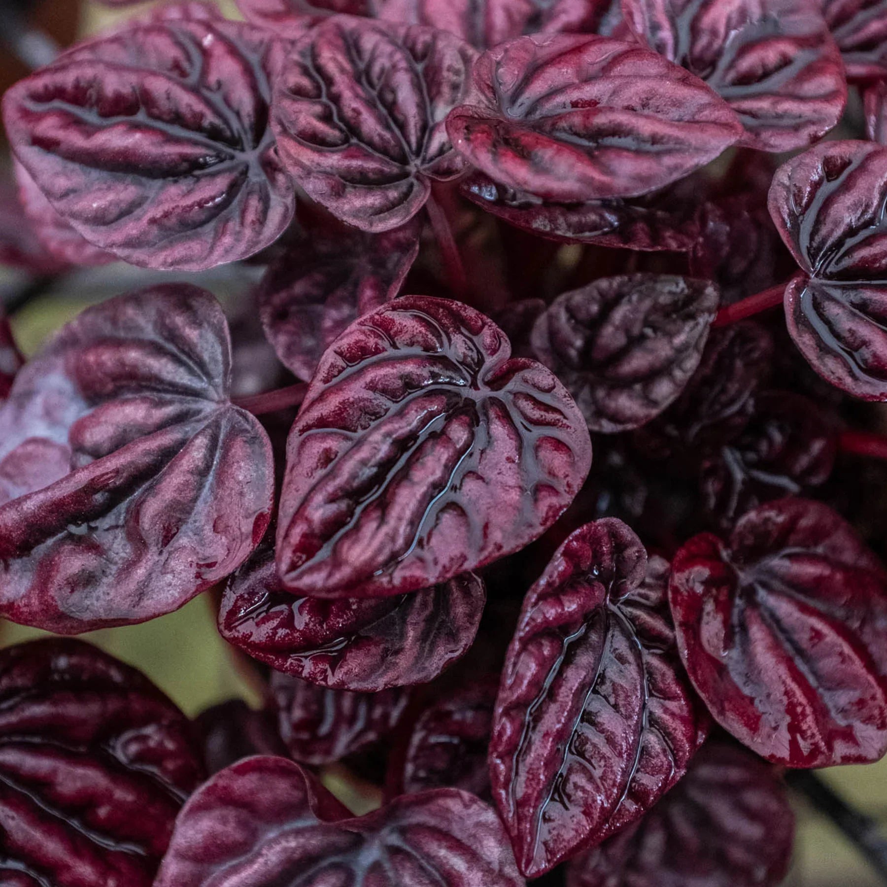 Peperomia 'Ripple Red' - TheHardenGarden