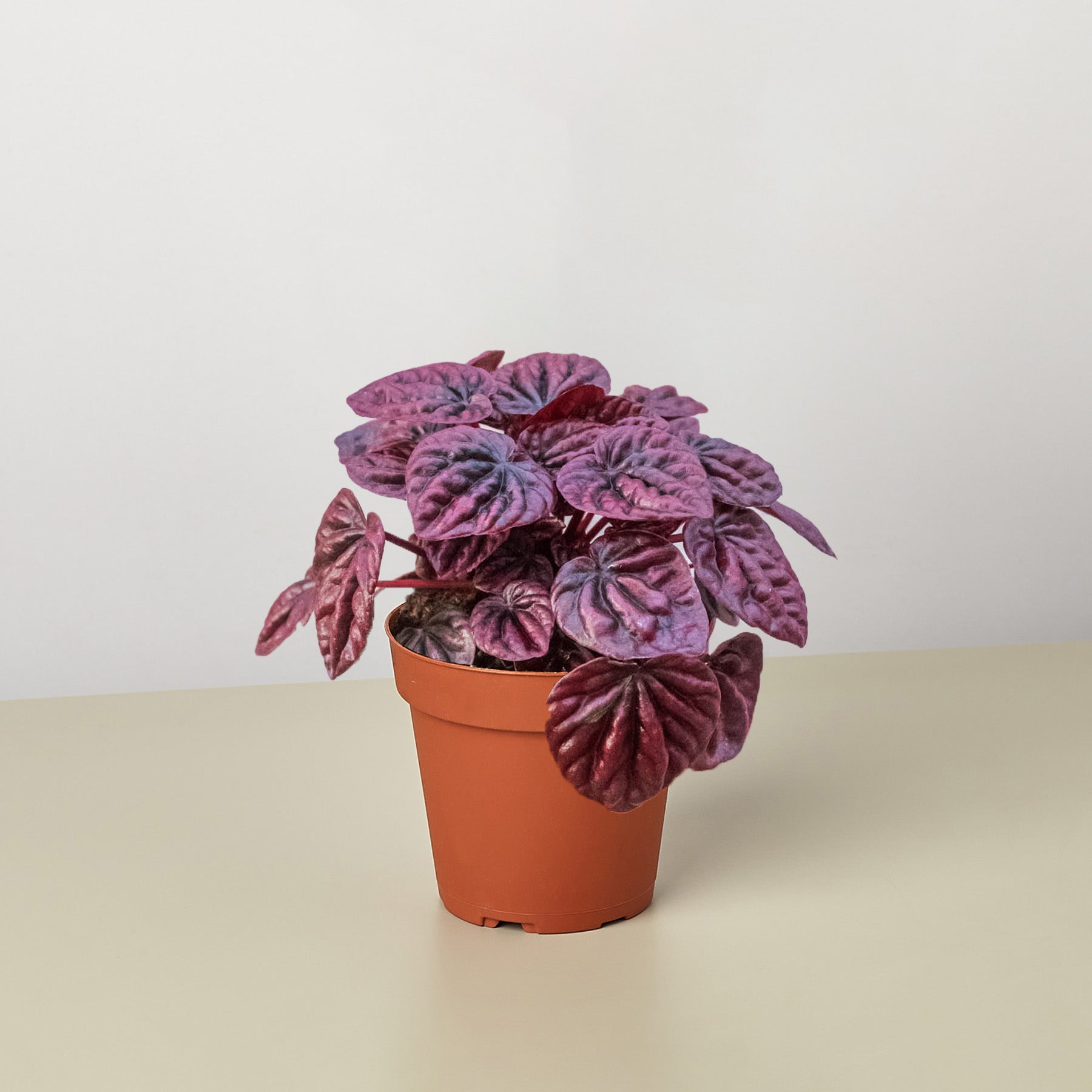 Peperomia 'Ripple Red' - TheHardenGarden