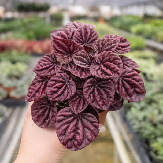 Peperomia 'Ripple Red' - TheHardenGarden