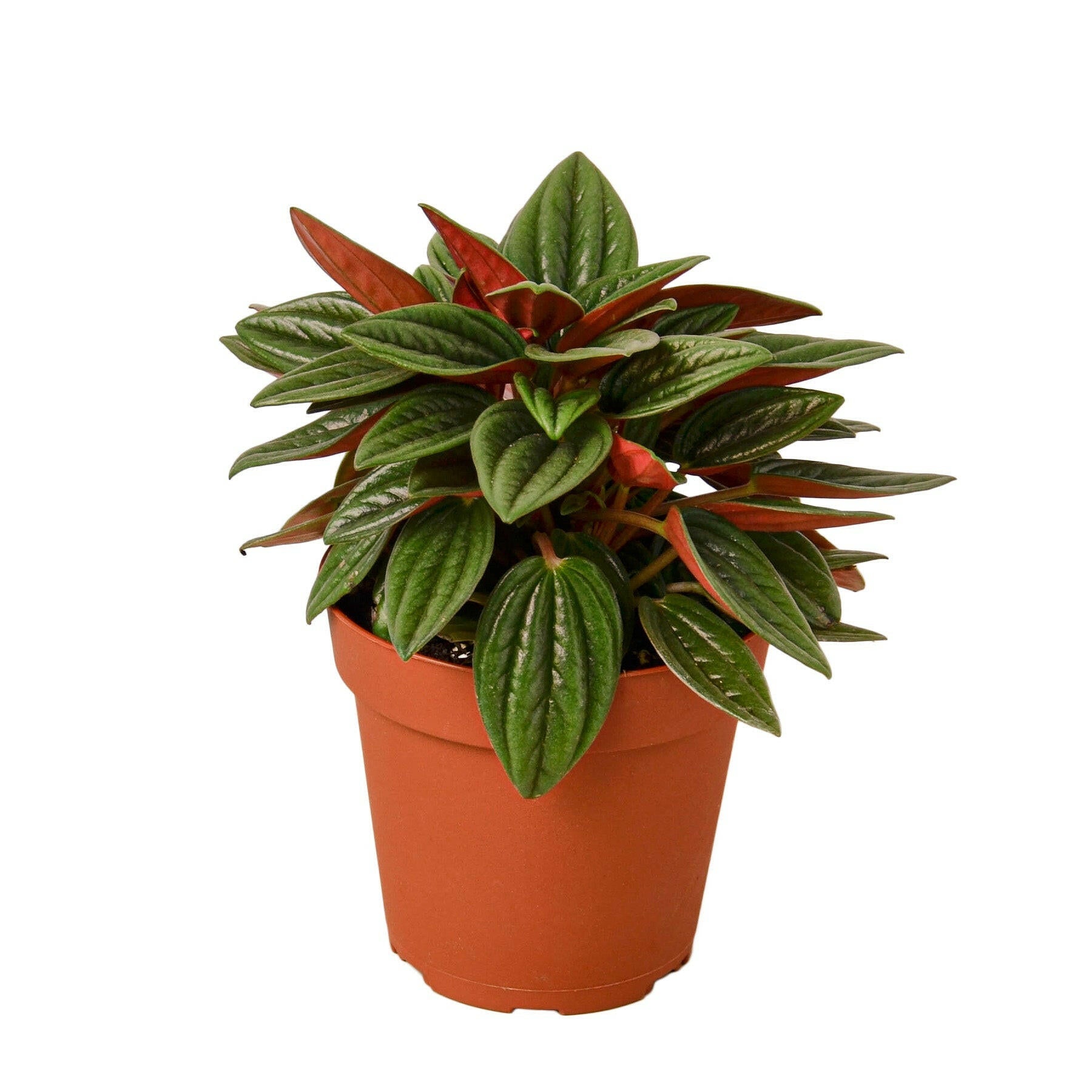 Peperomia Rosso - TheHardenGarden