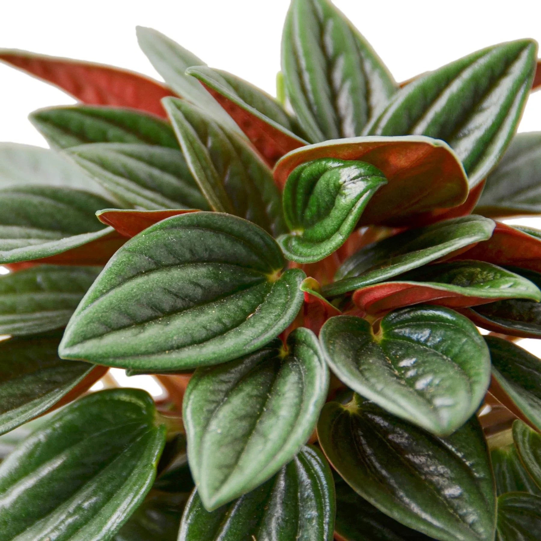 Peperomia Rosso - TheHardenGarden