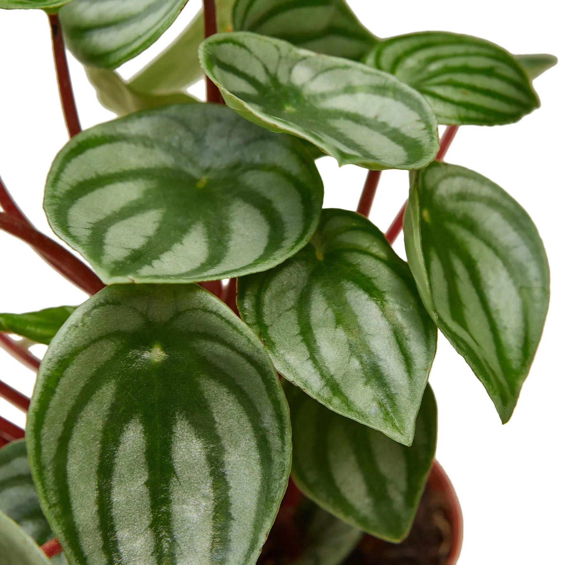 Peperomia Watermelon - TheHardenGarden