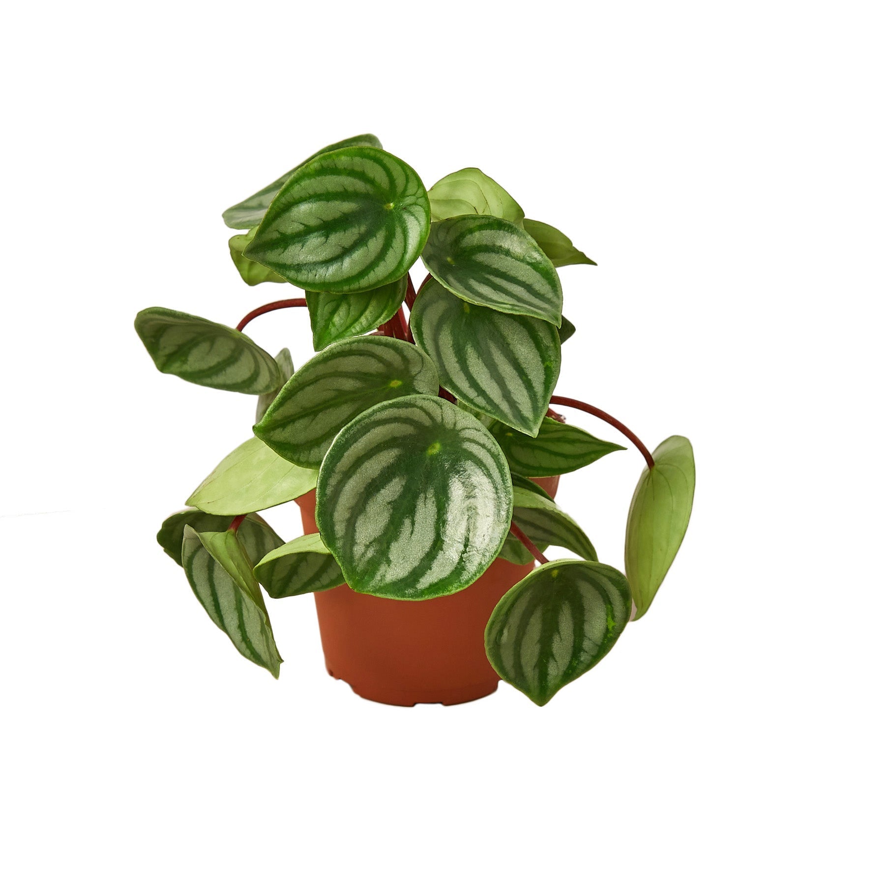 Peperomia Watermelon - TheHardenGarden