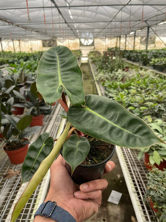 Philodendron 'Billietiae' - TheHardenGarden