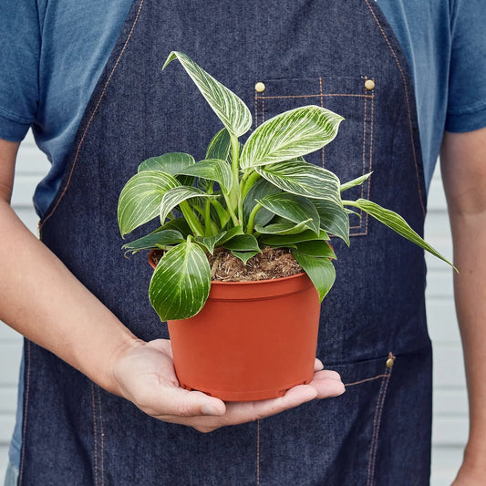 Philodendron 'Birkin' - TheHardenGarden