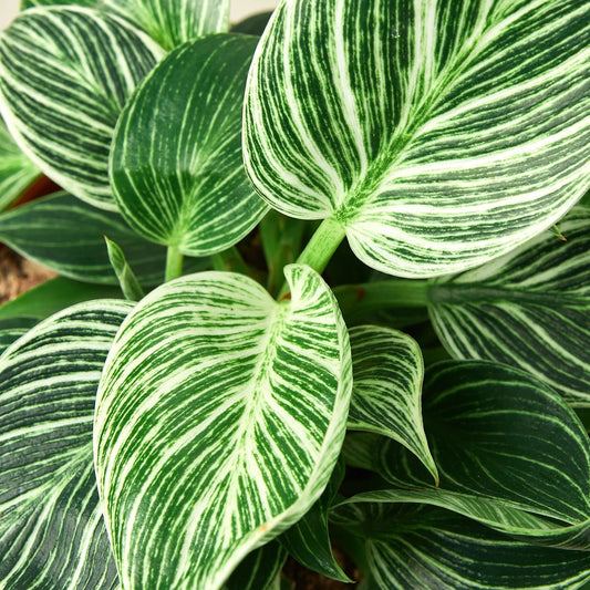 Philodendron 'Birkin' - TheHardenGarden