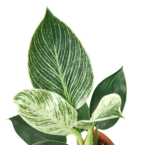 Philodendron 'Birkin' - TheHardenGarden