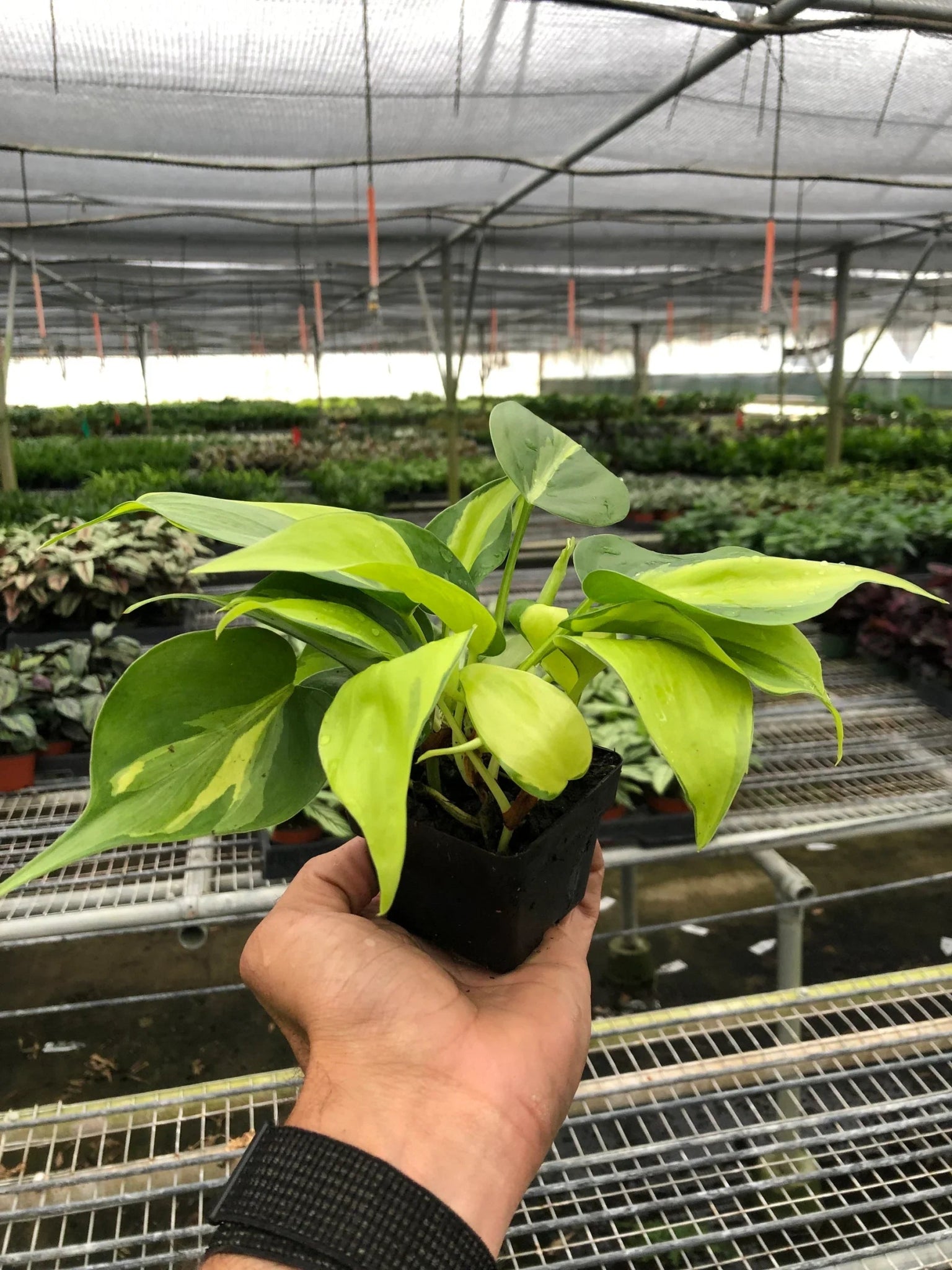 Philodendron 'Brasil' - TheHardenGarden