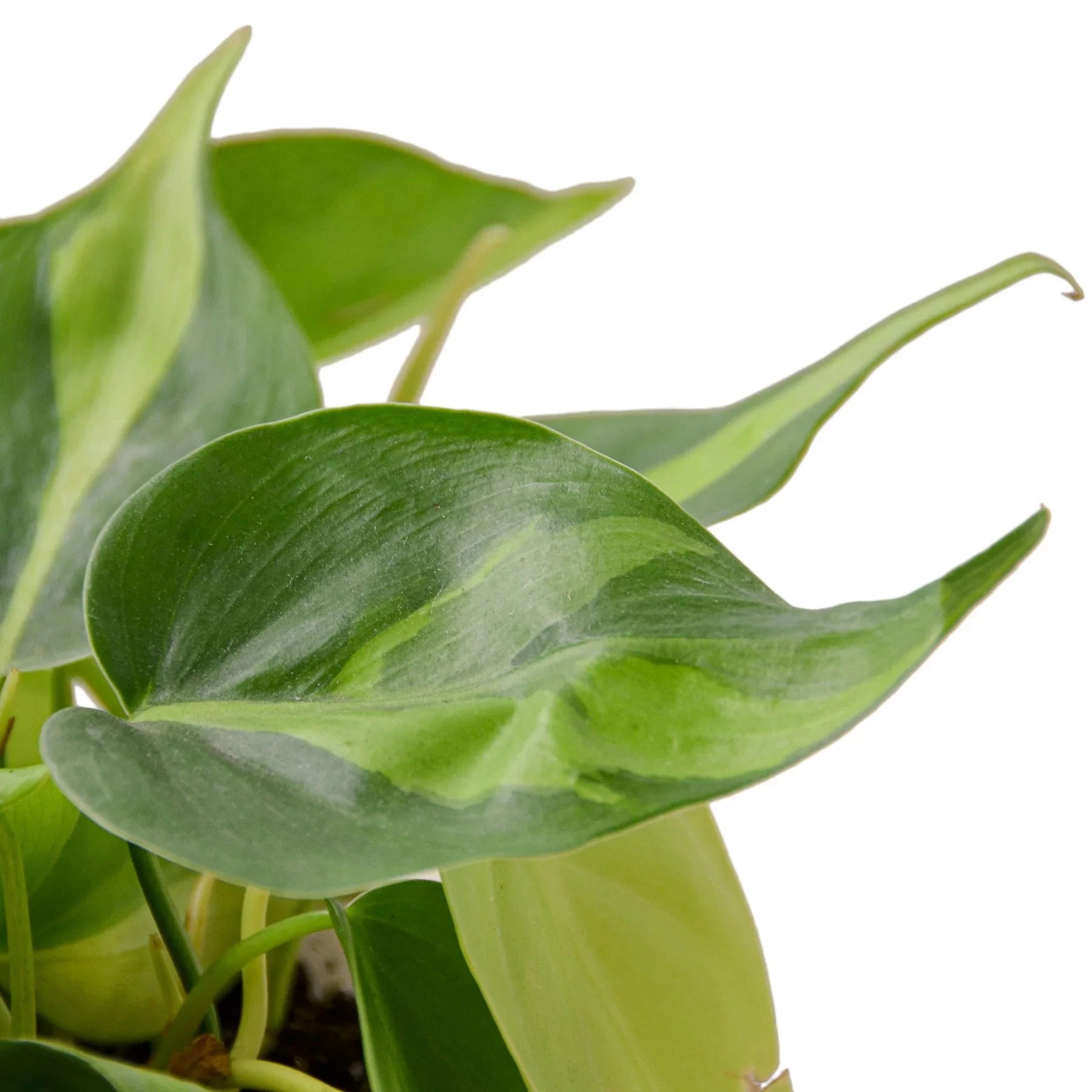 Philodendron 'Brasil' - TheHardenGarden