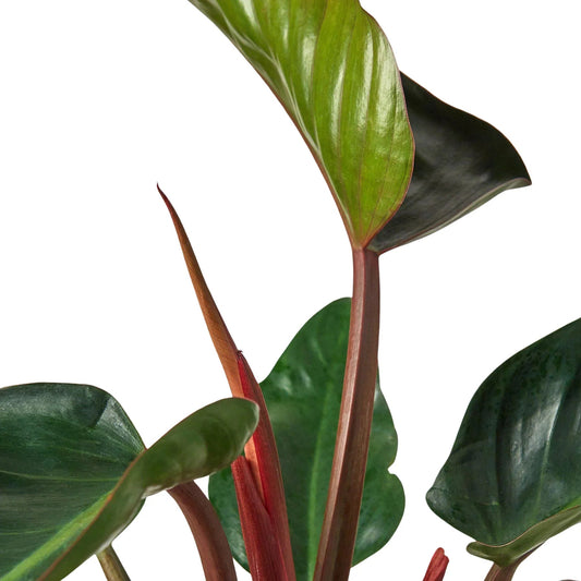 Philodendron 'Congo Rojo' - TheHardenGarden