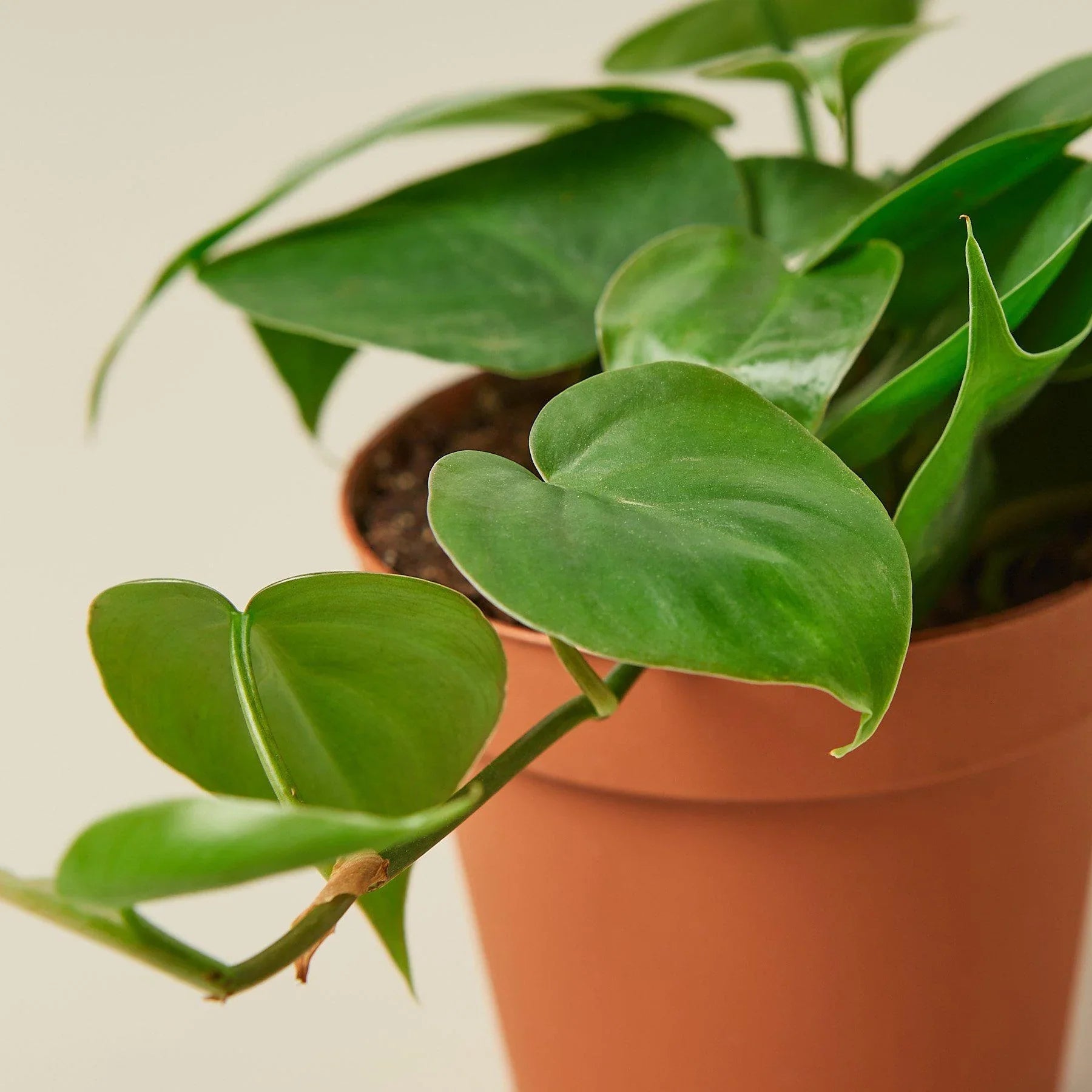 Philodendron Cordatum Heartleaf - TheHardenGarden