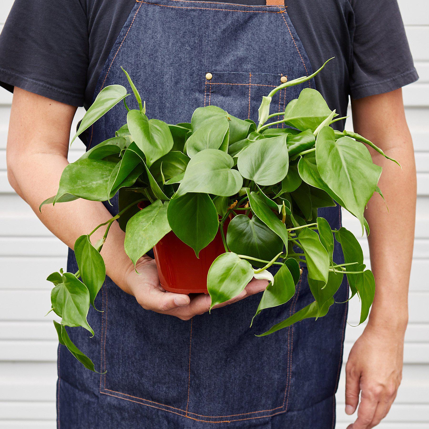 Philodendron Cordatum Heartleaf - TheHardenGarden