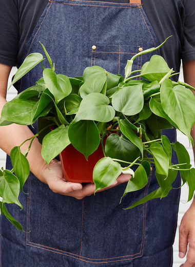 Philodendron Cordatum Heartleaf - TheHardenGarden