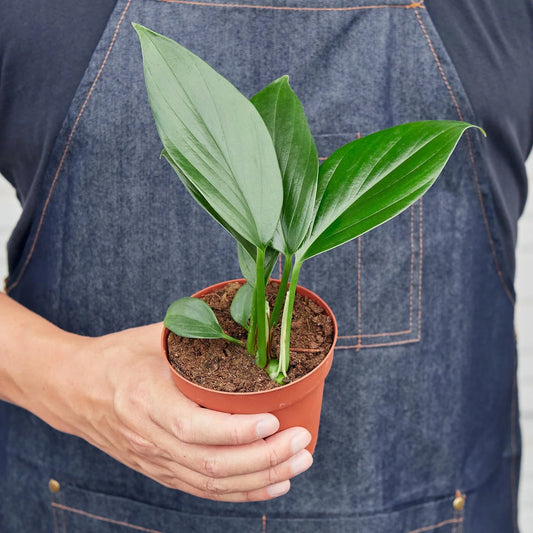 Philodendron 'Dragon Tail' - TheHardenGarden