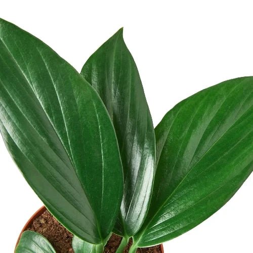 Philodendron 'Dragon Tail' - TheHardenGarden