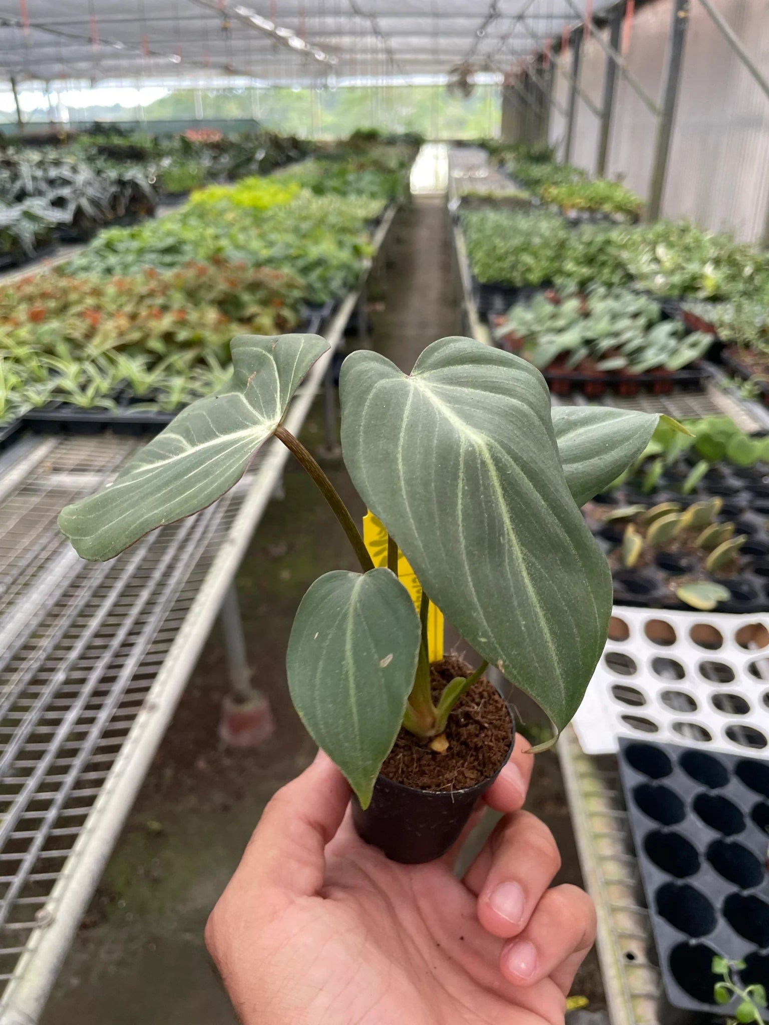 Philodendron Gloriosum 'Zebra' - TheHardenGarden