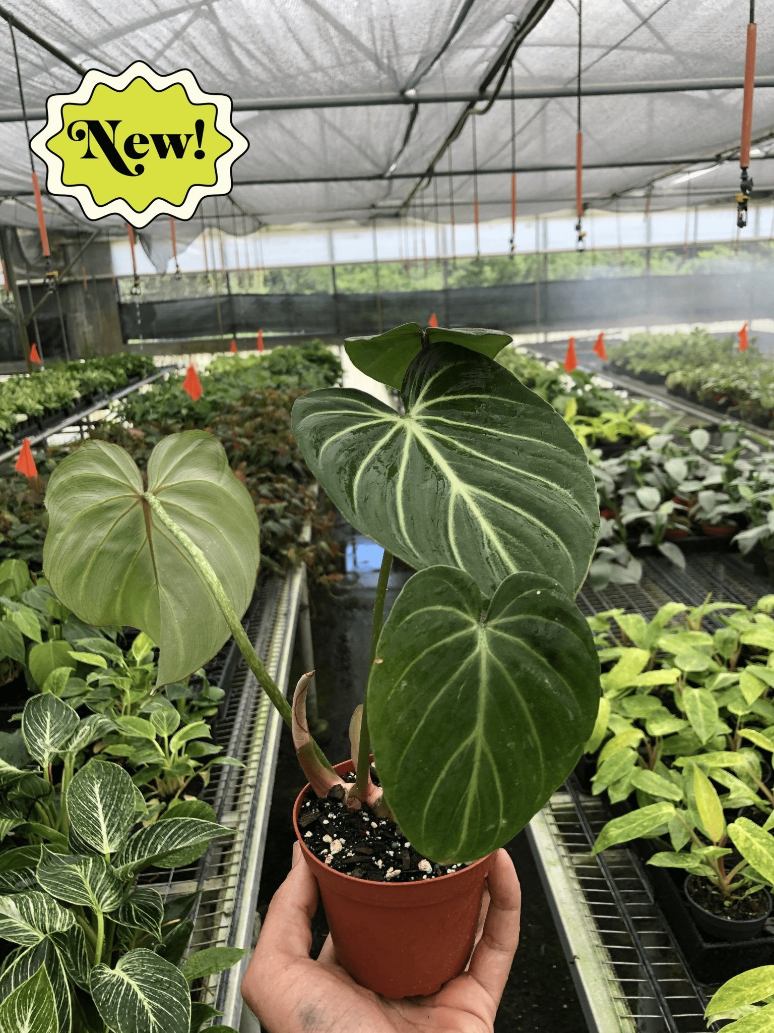 Philodendron Gloriosum 'Zebra' - TheHardenGarden