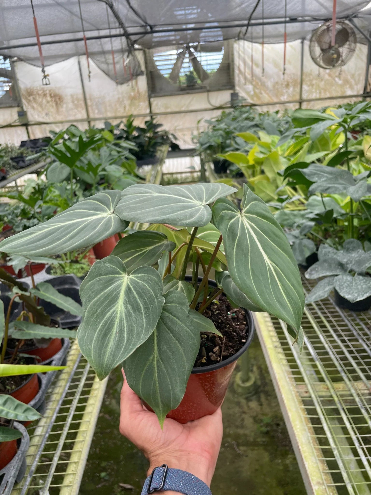 Philodendron Gloriosum 'Zebra' - TheHardenGarden