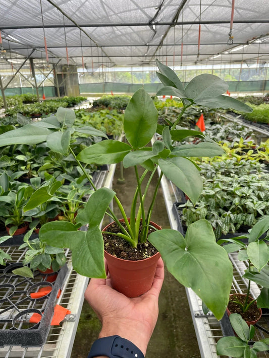 Philodendron 'Goeldii' - TheHardenGarden