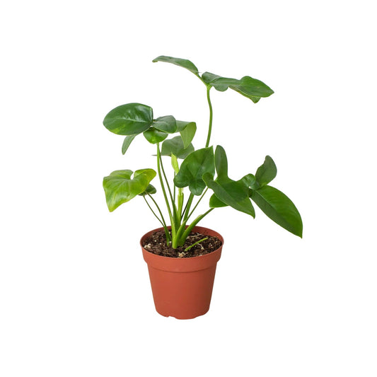 Philodendron 'Goeldii' - TheHardenGarden