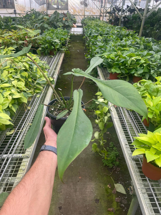 Philodendron 'JOEPII' - TheHardenGarden