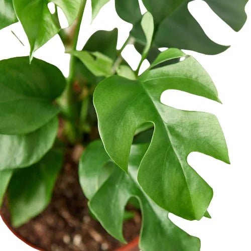 Philodendron Mini Monstera Minima - TheHardenGarden