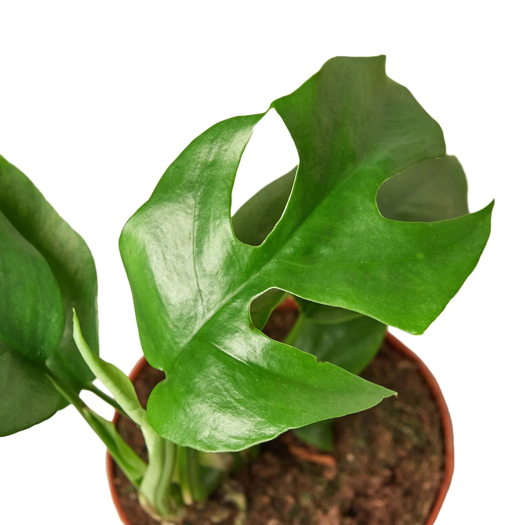 Philodendron Mini Monstera Minima - TheHardenGarden