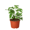 Philodendron Mini Monstera Minima - TheHardenGarden