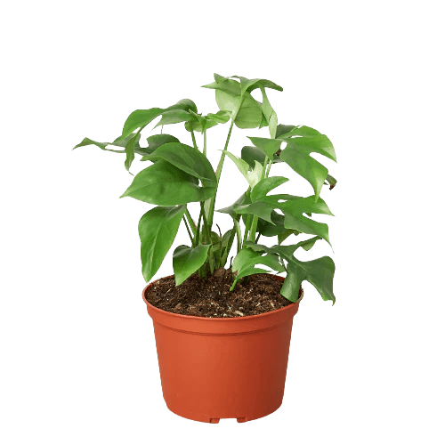 Philodendron Mini Monstera Minima - TheHardenGarden