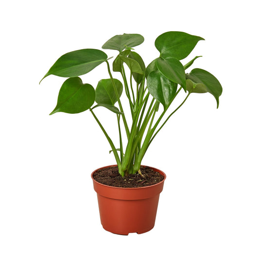 Philodendron Monstera Split-Leaf - house plants for sale online