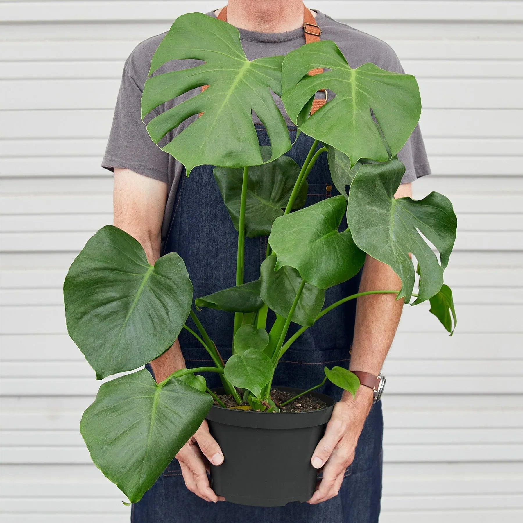 Philodendron Monstera Split-Leaf - TheHardenGarden