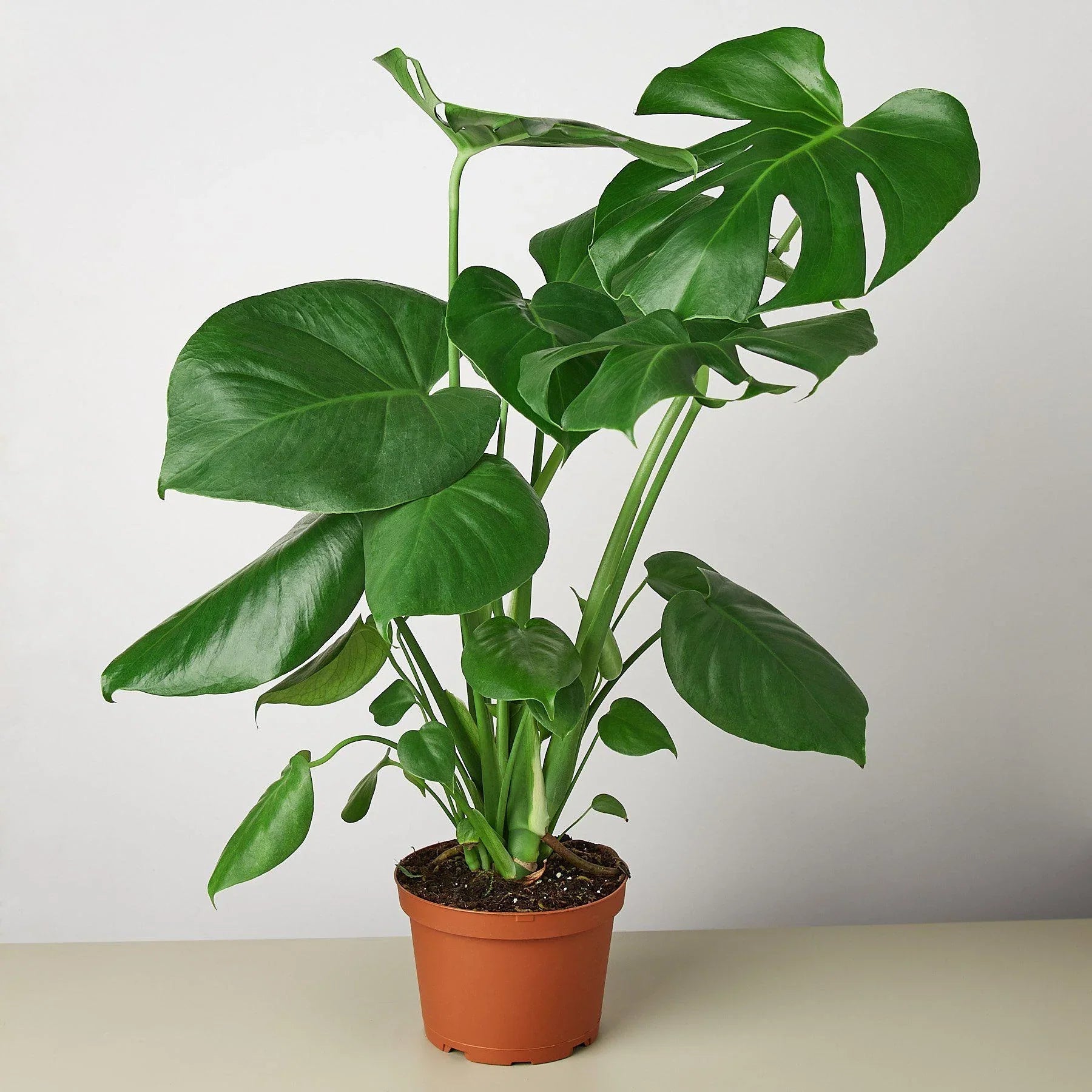 Philodendron Monstera Split-Leaf - TheHardenGarden