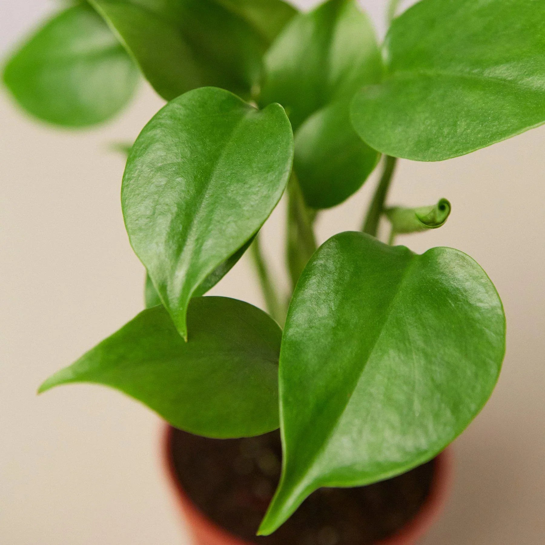 Philodendron Monstera Split-Leaf - TheHardenGarden