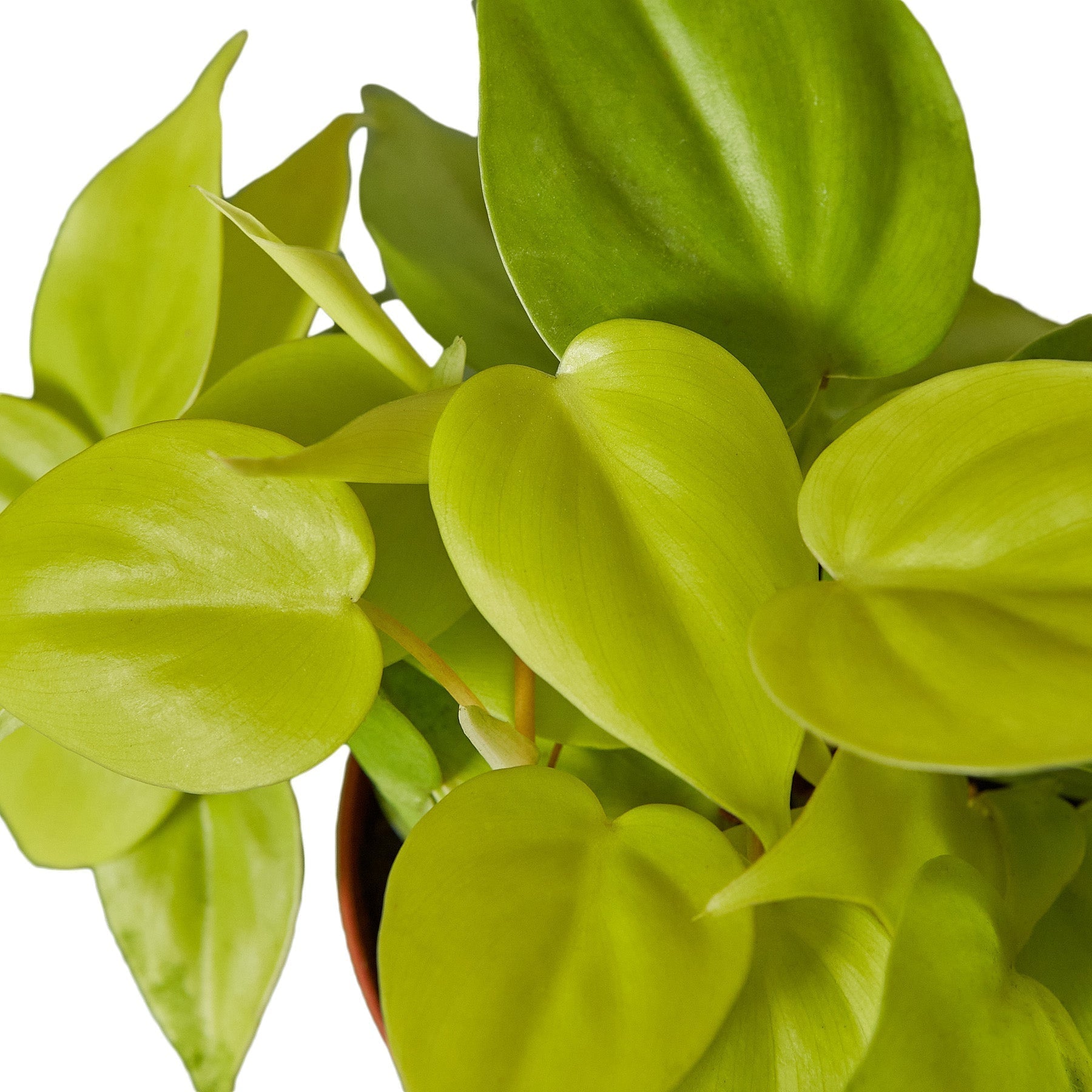 Philodendron 'Neon' - TheHardenGarden